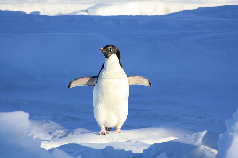 Addressing the Challenge of Linux MDM
