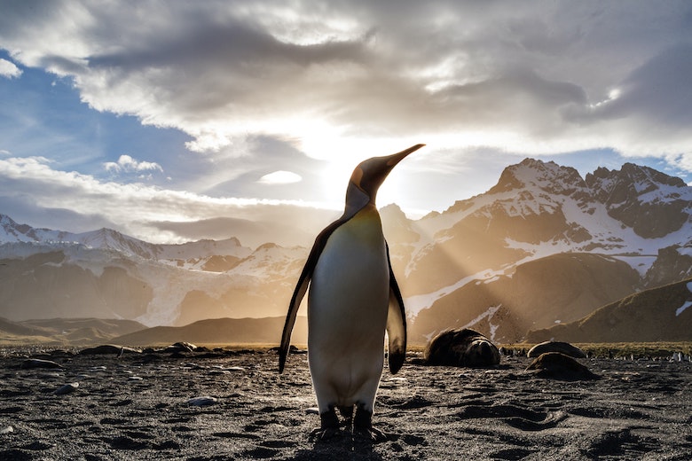 Managing Linux After SCCM Support EOL