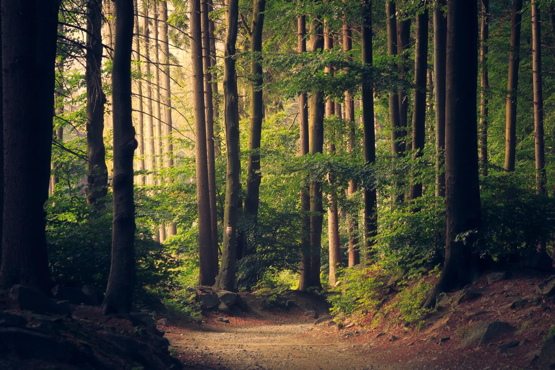 An Environmental Nonprofit Uses JumpCloud to Help Preserve the Planet for Future Generations